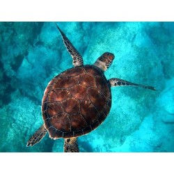 Turtle Adventure Snorkeling