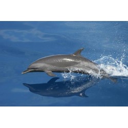 Dolphin Watching