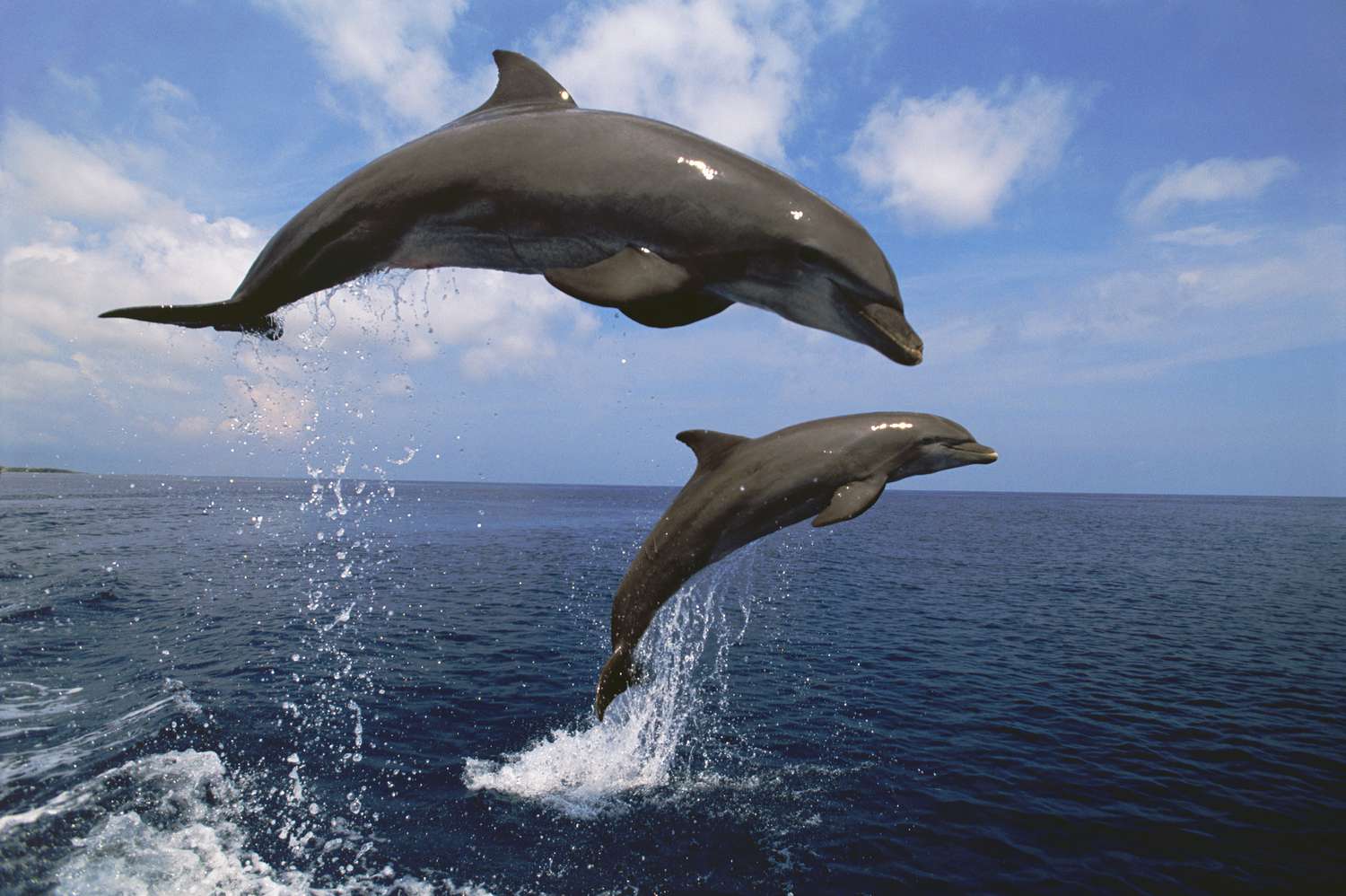 Dolphin Watching